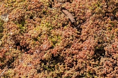Sedum mucizonia