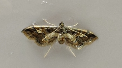 Hydriris
