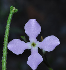 Matthiola lunata