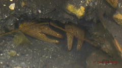 Austropotamobius torrentium