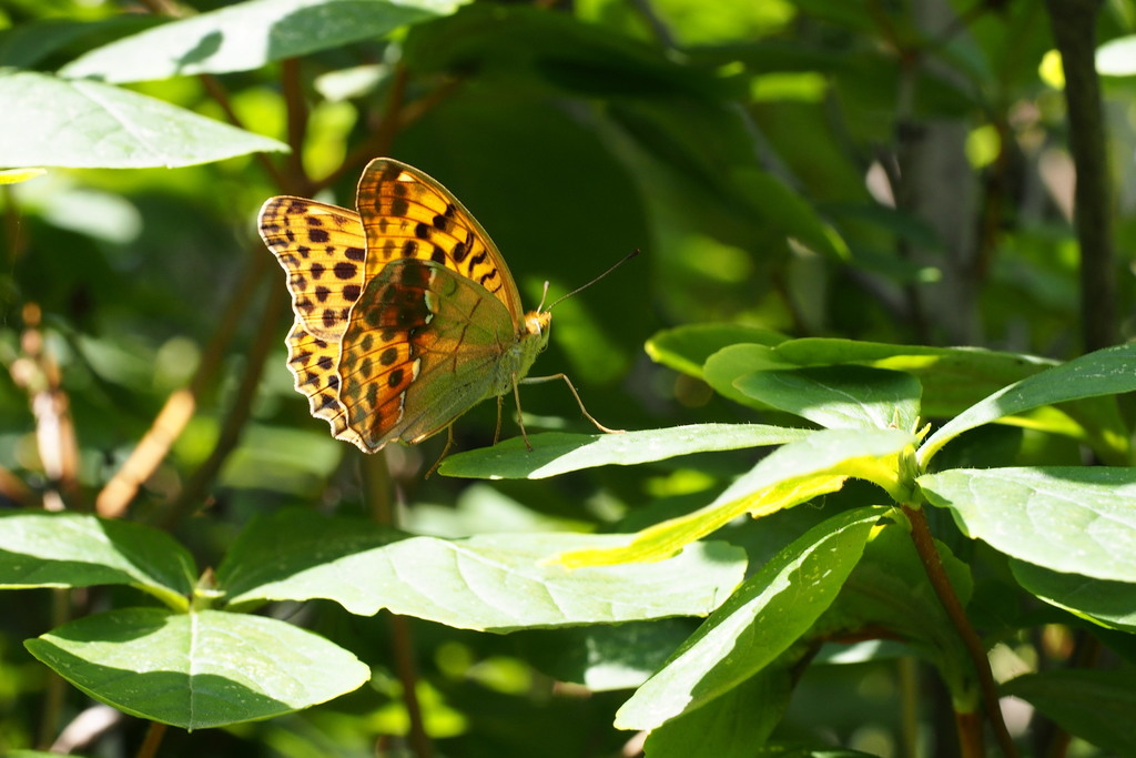 Argynnis ruslana