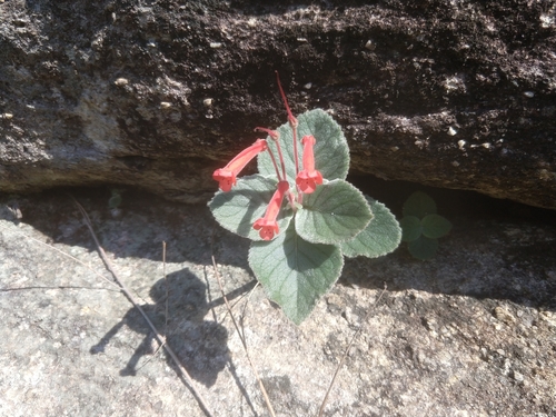 Queen-of-the-abyss (Sinningia canescens)