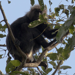 Semnopithecus johnii