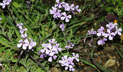 Matthiola lunata