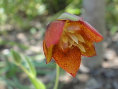 Calochortus marcellae