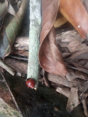 Aegithus rufipennis