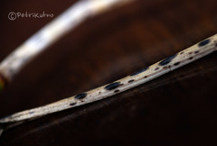 Lophodermium seditiosum