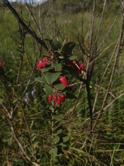 Agarista pulchella