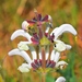 Salvia argentea - Photo (c) Kostas Zontanos, μερικά δικαιώματα διατηρούνται (CC BY-NC), uploaded by Kostas Zontanos