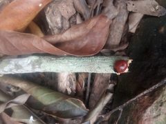 Aegithus rufipennis