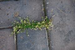 Sagina procumbens