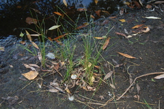 Juncus compressus