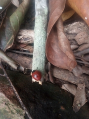 Aegithus rufipennis