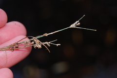 Juncus compressus