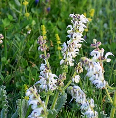Salvia argentea