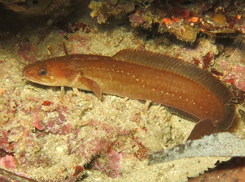 Shore rockling (Gaidropsarus mediterraneus) — Lotidae