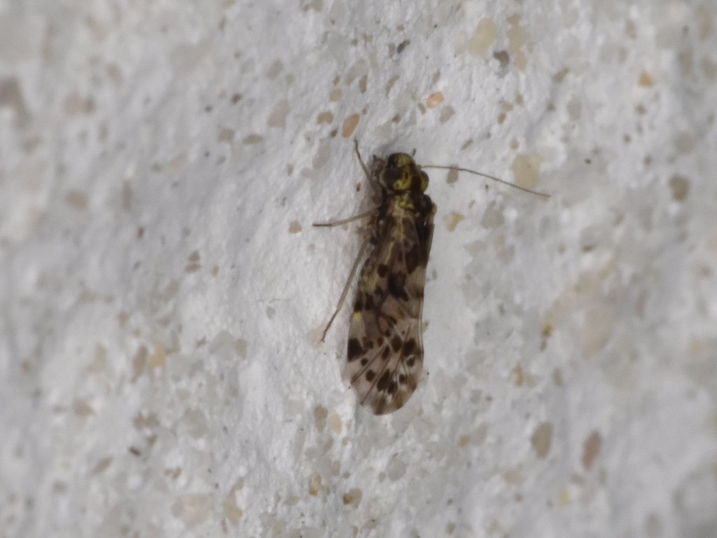 Common bark louse