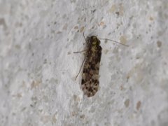 Trichadenotecnum circularoides