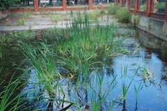 Typha latifolia
