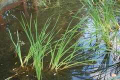 Typha latifolia