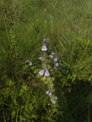 Salvia lachnostachys