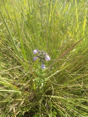 Salvia lachnostachys