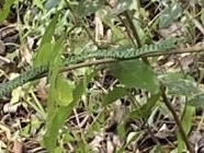 Philothamnus semivariegatus