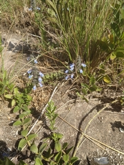 Salvia lachnostachys