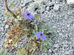 Delphinium caucasicum