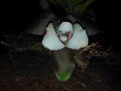Lycaste powellii