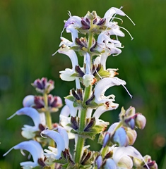 Salvia argentea