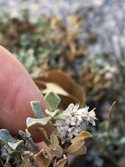 Ericameria cuneata