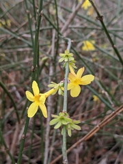 Jasminum nudiflorum