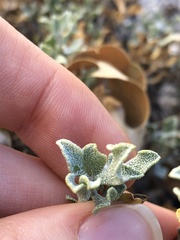 Ericameria cuneata