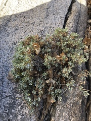 Ericameria cuneata