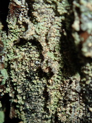 Hypocenomyce scalaris