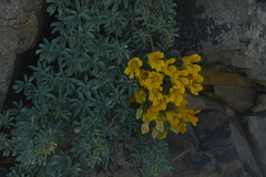 Tropaeolum polyphyllum