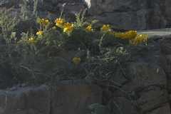 Tropaeolum polyphyllum