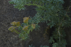 Tropaeolum polyphyllum
