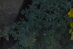 Tropaeolum polyphyllum