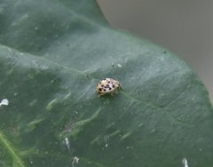 Psyllobora parvinotata