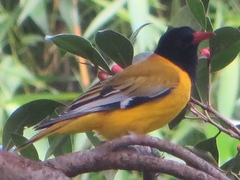 Oriolus larvatus