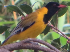 Oriolus larvatus