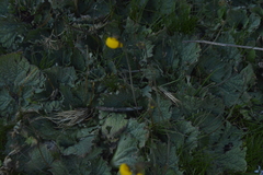 Calceolaria filicaulis