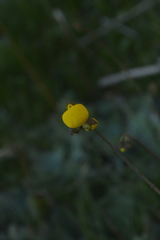 Calceolaria filicaulis