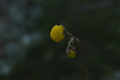 Calceolaria filicaulis