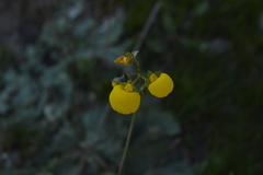 Calceolaria filicaulis