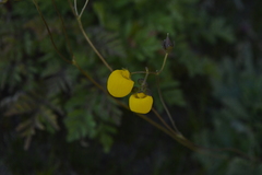 Calceolaria filicaulis