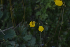 Calceolaria filicaulis