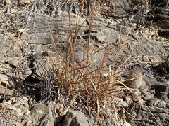 Heteropogon